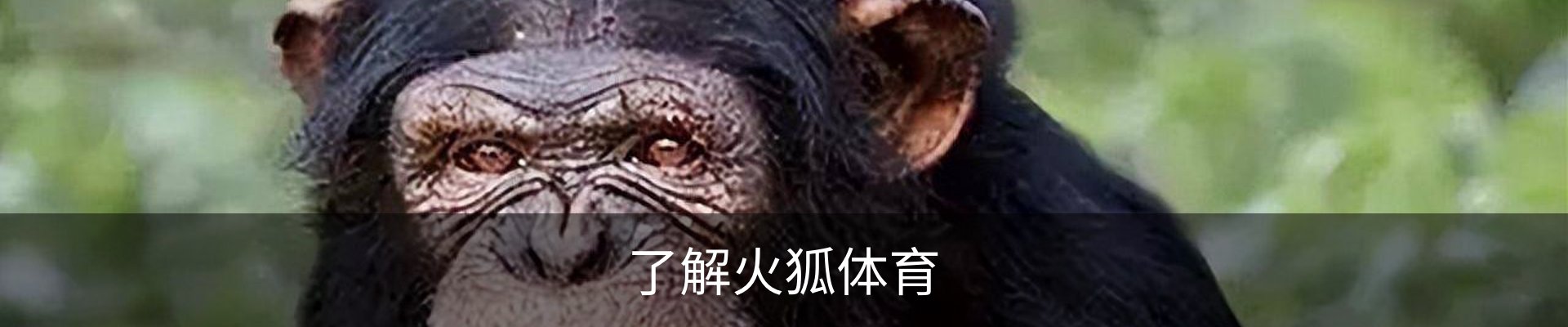 了解火狐体育
